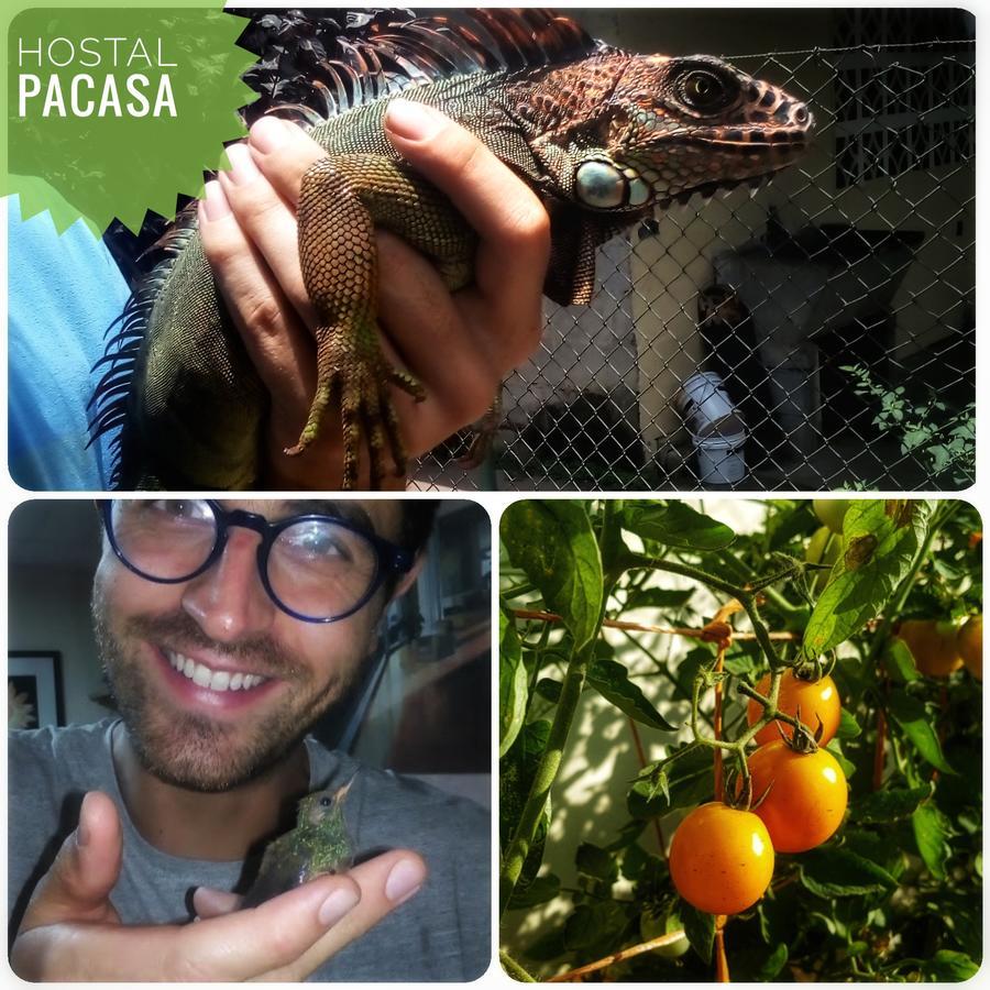 Pacasa Hostel David Zewnętrze zdjęcie